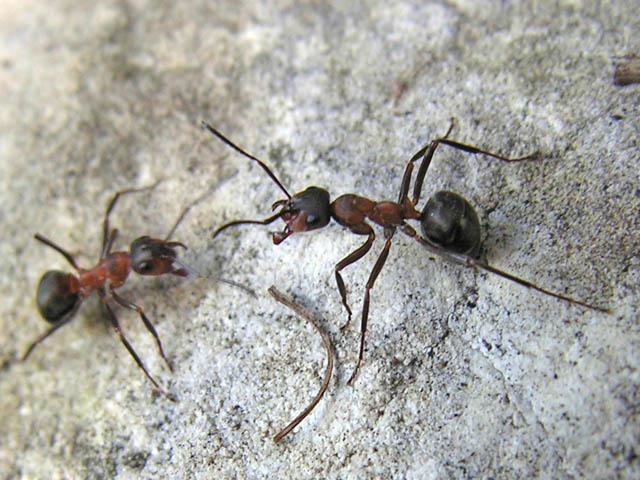 Formica sp. del gruppo rufa.